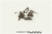 藏品(川西小金髮苔)的圖片